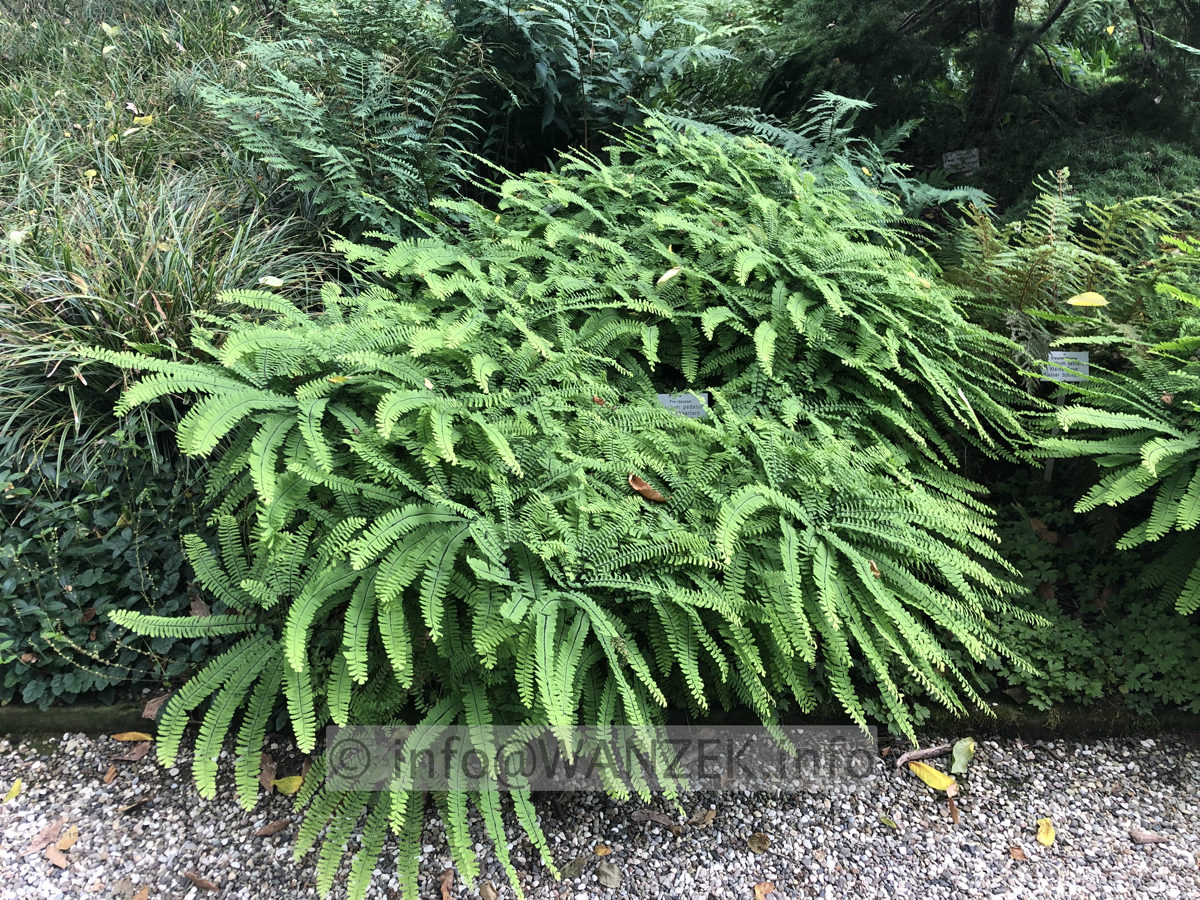 Adiantum pedatum 004.JPG